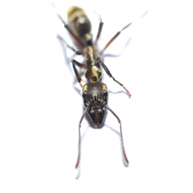 Neoponera villosa photo 14