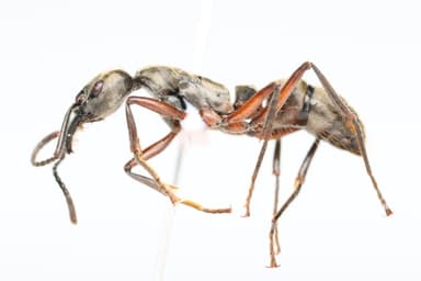 Neoponera villosa photo 15