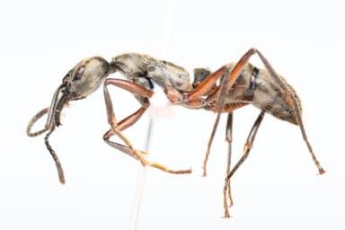 Neoponera villosa photo 16
