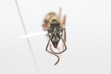 Neoponera villosa photo 17