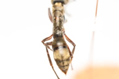 Neoponera villosa photo 18