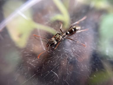 Neoponera villosa photo 19