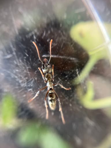 Neoponera villosa photo 20