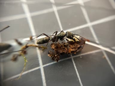 Neoponera villosa photo 21