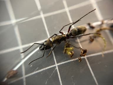 Neoponera villosa photo 22
