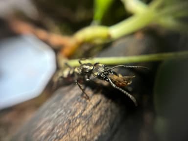 Neoponera villosa photo 24