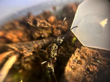 Neoponera villosa photo 25