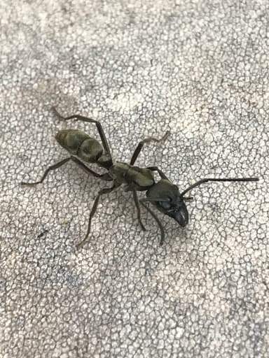 Neoponera villosa photo 26