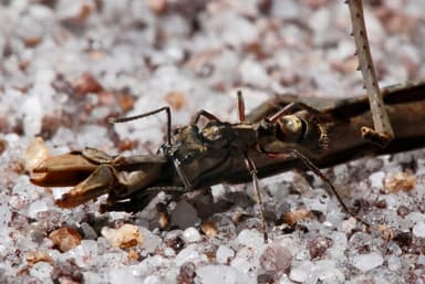 Neoponera villosa photo 27