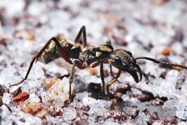 Neoponera villosa photo 28
