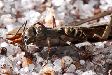 Neoponera villosa photo 29