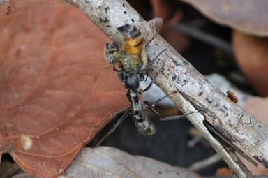 Neoponera villosa photo 30