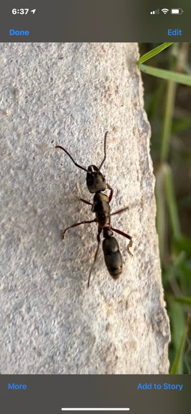 Neoponera villosa photo 31