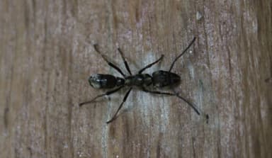 Neoponera villosa photo 33