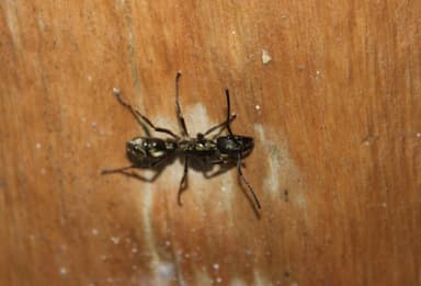Neoponera villosa photo 34