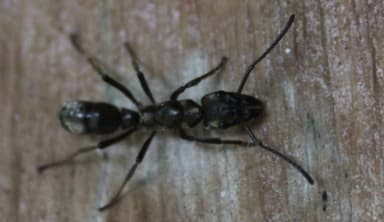 Neoponera villosa photo 35