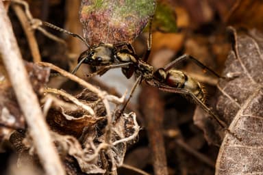 Neoponera villosa photo 36