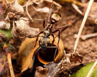 Neoponera villosa photo 37