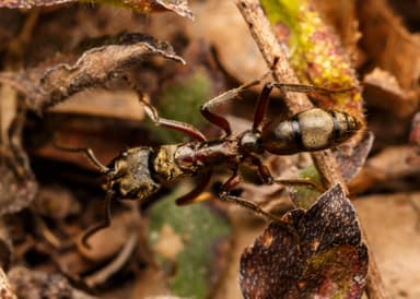 Neoponera villosa photo 38