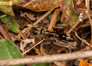 Neoponera villosa photo 39