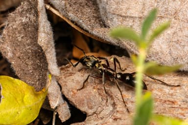 Neoponera villosa photo 40
