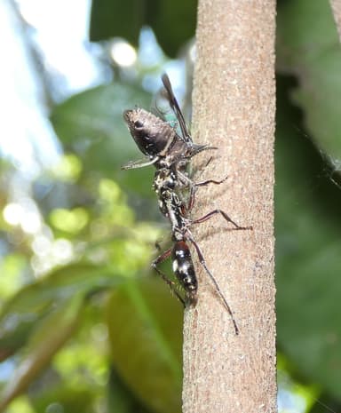 Neoponera villosa photo 41
