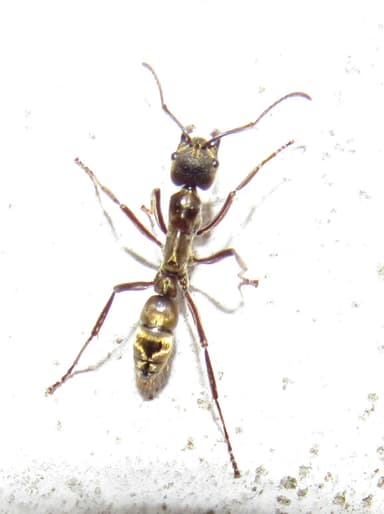 Neoponera villosa photo 43
