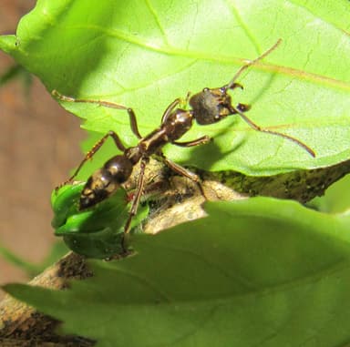 Neoponera villosa photo 44