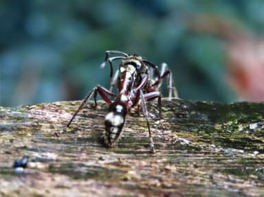Neoponera villosa photo 45