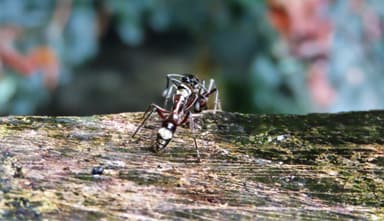 Neoponera villosa photo 46