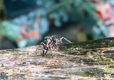 Neoponera villosa photo 47