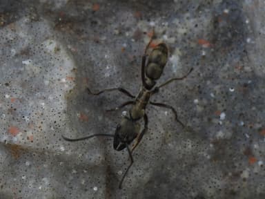 Neoponera villosa photo 48