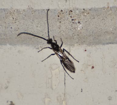 Neoponera villosa photo 49