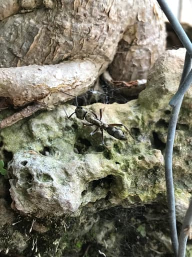 Neoponera villosa photo 50