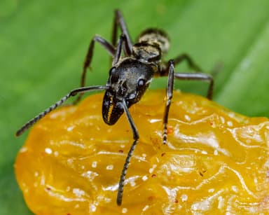 Neoponera villosa photo 51
