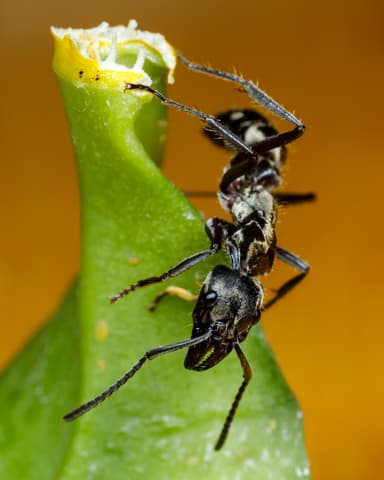 Neoponera villosa photo 52