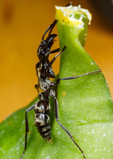 Neoponera villosa photo 53