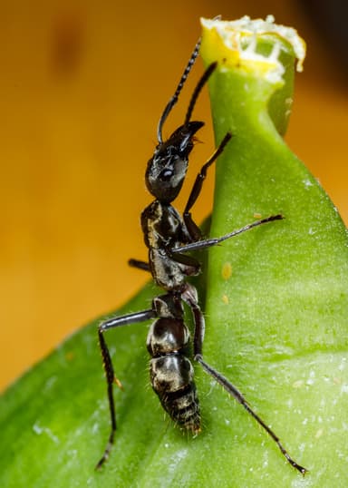 Neoponera villosa photo 54