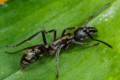 Neoponera villosa photo 55