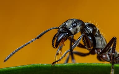 Neoponera villosa photo 56