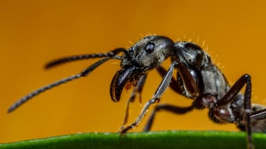 Neoponera villosa photo 57
