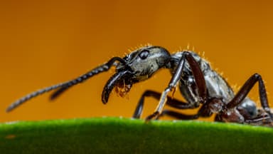 Neoponera villosa photo 58