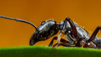 Neoponera villosa photo 59