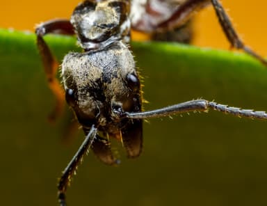 Neoponera villosa photo 60