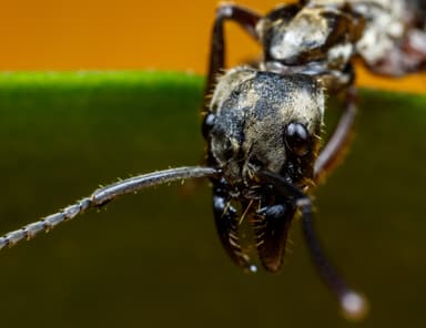 Neoponera villosa photo 61