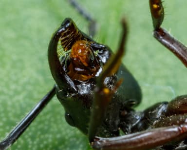 Neoponera villosa photo 62
