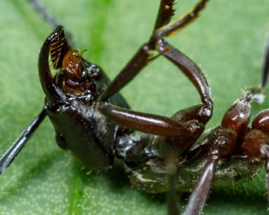 Neoponera villosa photo 63