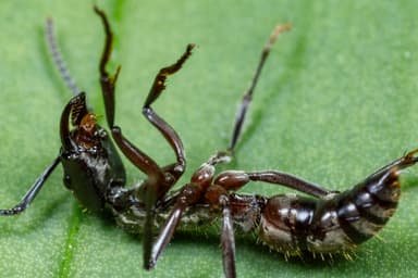 Neoponera villosa photo 64