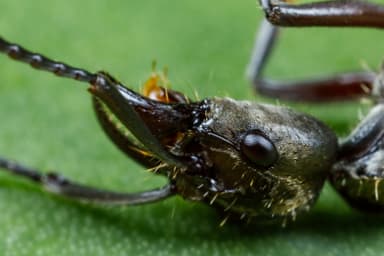 Neoponera villosa photo 65