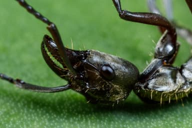 Neoponera villosa photo 66